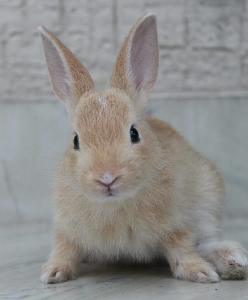 A rabbit
