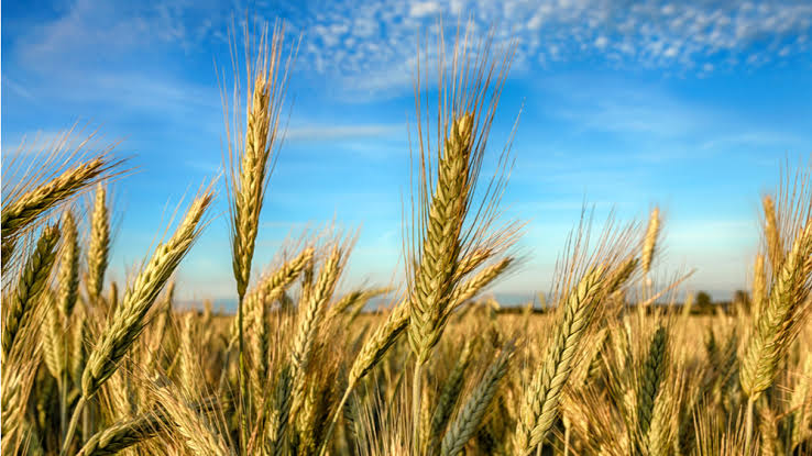 Cereals and staple crops in the field