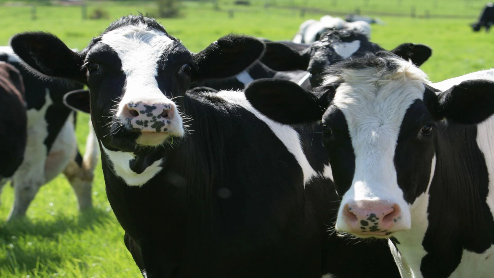 Dairy cattle on pasture