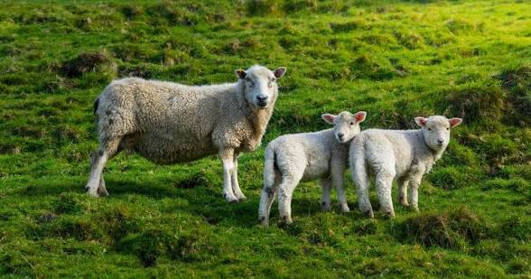 Sheep on open rangeland