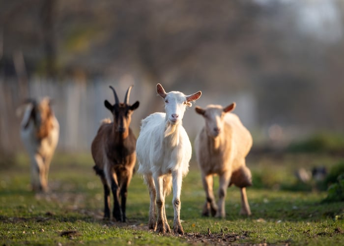 Poultry and goats on a smallholding