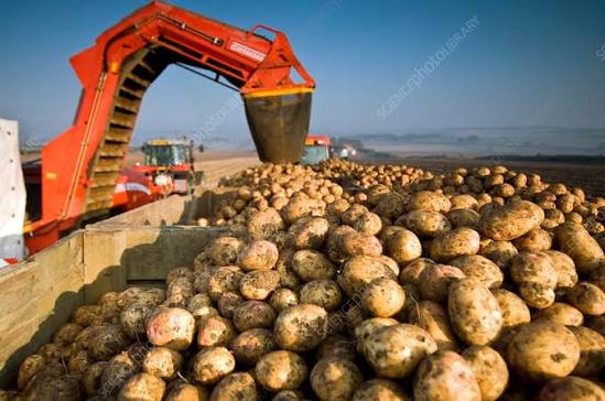 A farmer holding freshly harvested potatoes