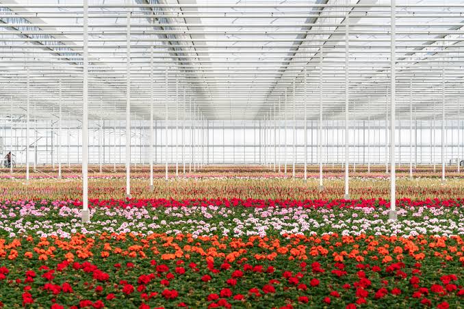 Flowers grown under glass